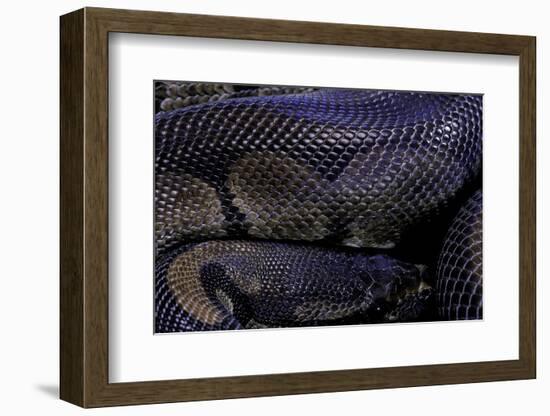 Python Regius F. Melanistic (Royal Python, Ball Python)-Paul Starosta-Framed Photographic Print