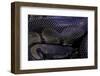 Python Regius F. Melanistic (Royal Python, Ball Python)-Paul Starosta-Framed Photographic Print