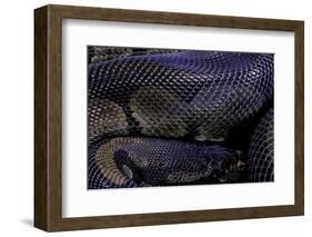 Python Regius F. Melanistic (Royal Python, Ball Python)-Paul Starosta-Framed Photographic Print