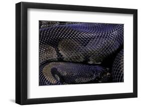 Python Regius F. Melanistic (Royal Python, Ball Python)-Paul Starosta-Framed Photographic Print