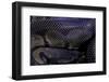 Python Regius F. Melanistic (Royal Python, Ball Python)-Paul Starosta-Framed Photographic Print