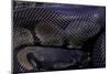 Python Regius F. Melanistic (Royal Python, Ball Python)-Paul Starosta-Mounted Photographic Print