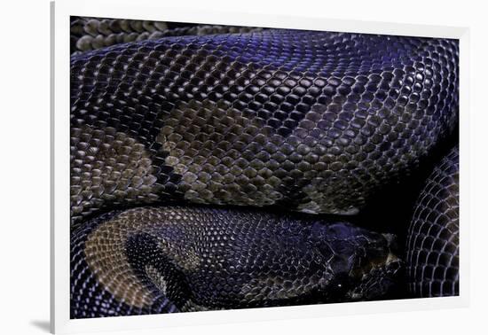Python Regius F. Melanistic (Royal Python, Ball Python)-Paul Starosta-Framed Photographic Print