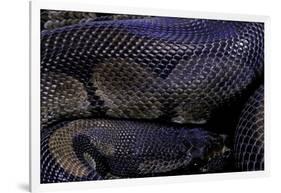 Python Regius F. Melanistic (Royal Python, Ball Python)-Paul Starosta-Framed Photographic Print