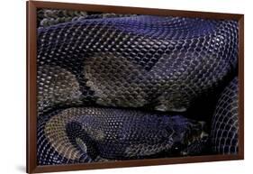 Python Regius F. Melanistic (Royal Python, Ball Python)-Paul Starosta-Framed Photographic Print