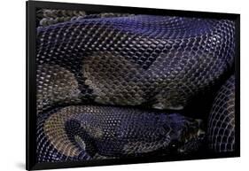 Python Regius F. Melanistic (Royal Python, Ball Python)-Paul Starosta-Framed Photographic Print