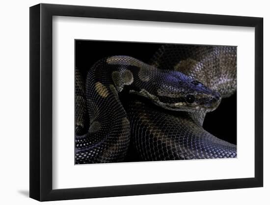 Python Regius F. Melanistic (Royal Python, Ball Python)-Paul Starosta-Framed Photographic Print