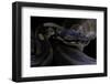 Python Regius F. Melanistic (Royal Python, Ball Python)-Paul Starosta-Framed Photographic Print