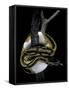 Python Regius F. Piebald (Royal Python, Ball Python)-Paul Starosta-Framed Stretched Canvas