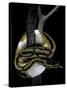 Python Regius F. Piebald (Royal Python, Ball Python)-Paul Starosta-Stretched Canvas