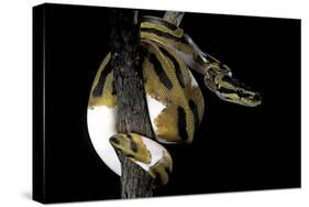 Python Regius F. Piebald (Royal Python, Ball Python)-Paul Starosta-Stretched Canvas