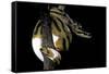 Python Regius F. Piebald (Royal Python, Ball Python)-Paul Starosta-Framed Stretched Canvas