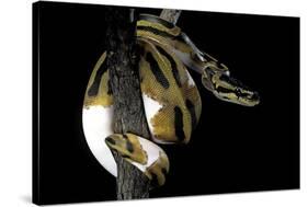 Python Regius F. Piebald (Royal Python, Ball Python)-Paul Starosta-Stretched Canvas