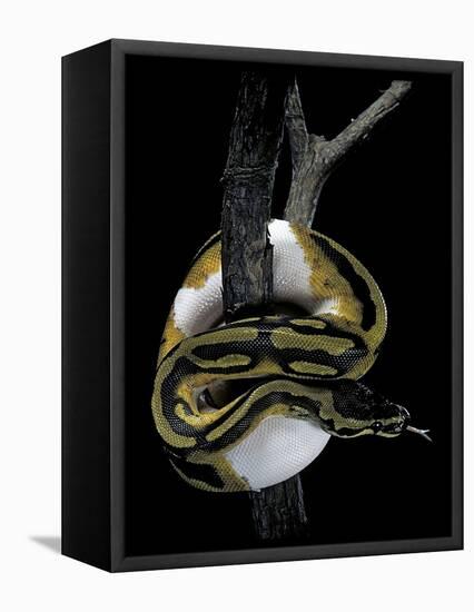 Python Regius F. Piebald (Royal Python, Ball Python)-Paul Starosta-Framed Stretched Canvas