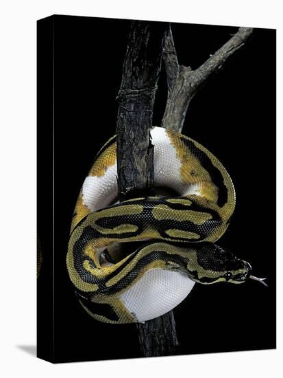 Python Regius F. Piebald (Royal Python, Ball Python)-Paul Starosta-Stretched Canvas