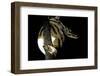 Python Regius F. Piebald (Royal Python, Ball Python)-Paul Starosta-Framed Premium Photographic Print