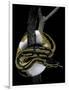 Python Regius F. Piebald (Royal Python, Ball Python)-Paul Starosta-Framed Photographic Print