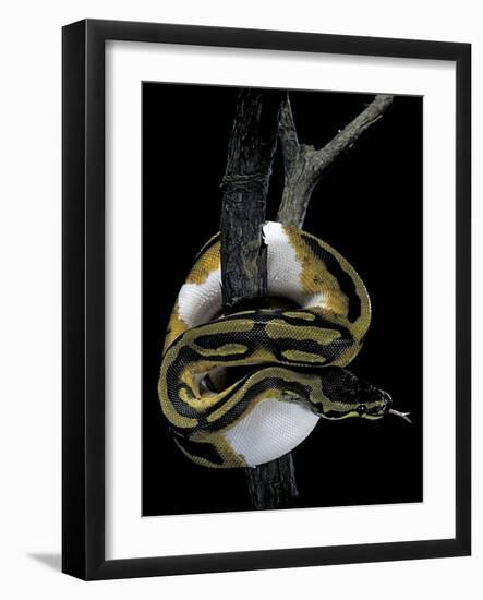 Python Regius F. Piebald (Royal Python, Ball Python)-Paul Starosta-Framed Photographic Print