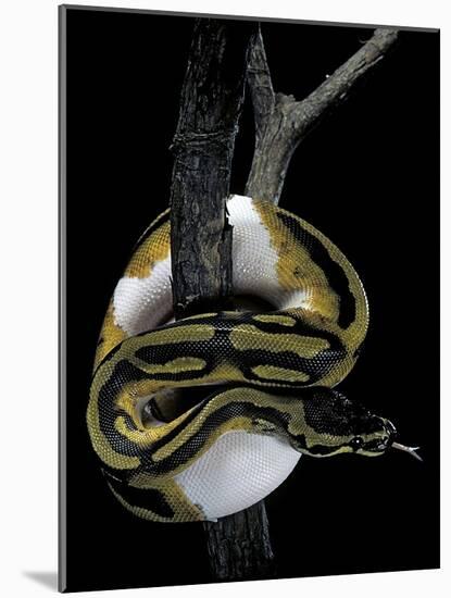 Python Regius F. Piebald (Royal Python, Ball Python)-Paul Starosta-Mounted Photographic Print