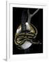 Python Regius F. Piebald (Royal Python, Ball Python)-Paul Starosta-Framed Photographic Print