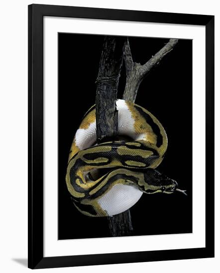 Python Regius F. Piebald (Royal Python, Ball Python)-Paul Starosta-Framed Photographic Print