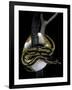 Python Regius F. Piebald (Royal Python, Ball Python)-Paul Starosta-Framed Photographic Print