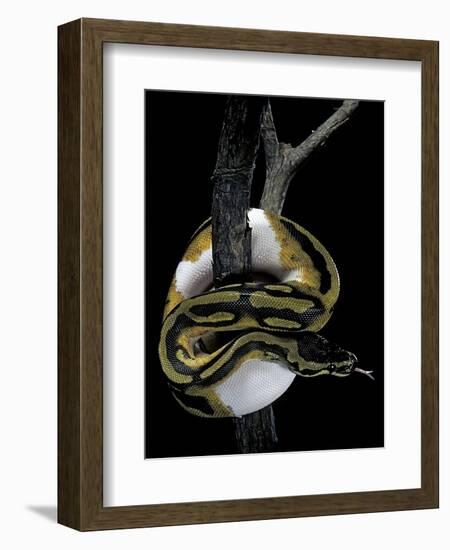 Python Regius F. Piebald (Royal Python, Ball Python)-Paul Starosta-Framed Photographic Print