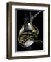 Python Regius F. Piebald (Royal Python, Ball Python)-Paul Starosta-Framed Photographic Print