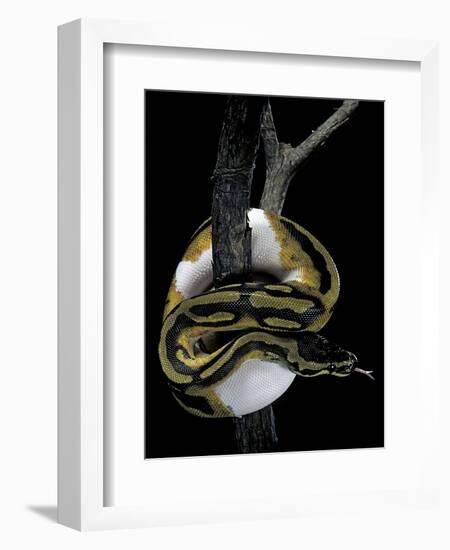 Python Regius F. Piebald (Royal Python, Ball Python)-Paul Starosta-Framed Photographic Print