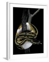 Python Regius F. Piebald (Royal Python, Ball Python)-Paul Starosta-Framed Photographic Print