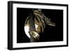 Python Regius F. Piebald (Royal Python, Ball Python)-Paul Starosta-Framed Photographic Print