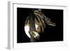 Python Regius F. Piebald (Royal Python, Ball Python)-Paul Starosta-Framed Photographic Print