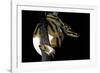 Python Regius F. Piebald (Royal Python, Ball Python)-Paul Starosta-Framed Photographic Print