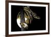 Python Regius F. Piebald (Royal Python, Ball Python)-Paul Starosta-Framed Photographic Print