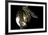 Python Regius F. Piebald (Royal Python, Ball Python)-Paul Starosta-Framed Photographic Print