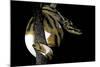 Python Regius F. Piebald (Royal Python, Ball Python)-Paul Starosta-Mounted Photographic Print