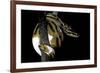 Python Regius F. Piebald (Royal Python, Ball Python)-Paul Starosta-Framed Photographic Print