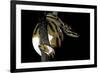 Python Regius F. Piebald (Royal Python, Ball Python)-Paul Starosta-Framed Photographic Print