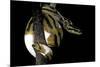 Python Regius F. Piebald (Royal Python, Ball Python)-Paul Starosta-Mounted Photographic Print