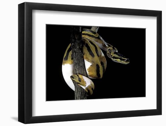 Python Regius F. Piebald (Royal Python, Ball Python)-Paul Starosta-Framed Photographic Print