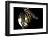 Python Regius F. Piebald (Royal Python, Ball Python)-Paul Starosta-Framed Photographic Print