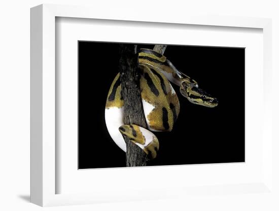 Python Regius F. Piebald (Royal Python, Ball Python)-Paul Starosta-Framed Photographic Print