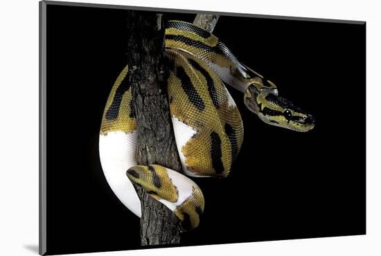 Python Regius F. Piebald (Royal Python, Ball Python)-Paul Starosta-Mounted Photographic Print