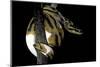 Python Regius F. Piebald (Royal Python, Ball Python)-Paul Starosta-Mounted Photographic Print