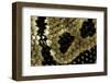 Python Regius (Royal Python, Ball Python) - Scales-Paul Starosta-Framed Photographic Print