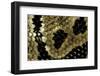 Python Regius (Royal Python, Ball Python) - Scales-Paul Starosta-Framed Photographic Print