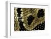 Python Regius (Royal Python, Ball Python) - Scales-Paul Starosta-Framed Photographic Print