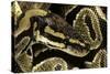 Python Regius (Royal Python, Ball Python)-Paul Starosta-Stretched Canvas