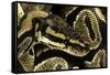 Python Regius (Royal Python, Ball Python)-Paul Starosta-Framed Stretched Canvas