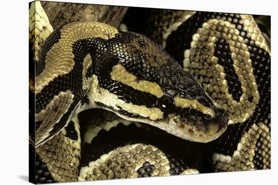 Python Regius (Royal Python, Ball Python)-Paul Starosta-Stretched Canvas